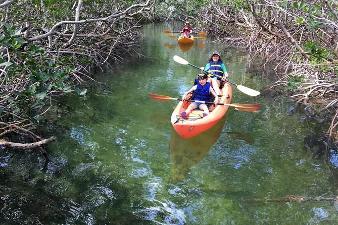 Mangroves and Manatees - Guided Kayak Eco Tour - Looking for manatees without treating them like a guarantee