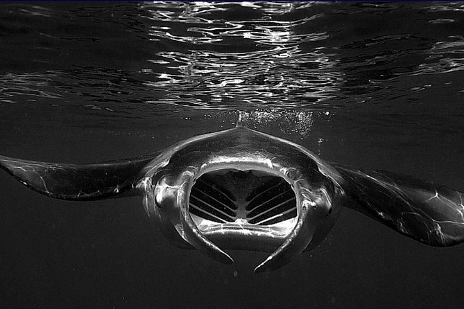 Manta Magic: Small-Group Manta Ray Night Snorkel in Kailua Kona - From Keauhou Harbor to the feeding site