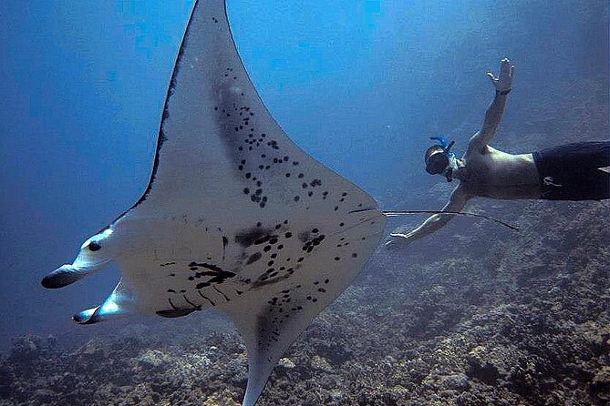 Manta Magic: Small-Group Manta Ray Night Snorkel in Kailua Kona - Holding the light board as the mantas arrive