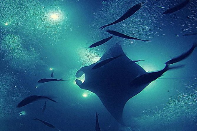 Manta Magic: Small-Group Manta Ray Night Snorkel in Kailua Kona - What you see beneath the surface