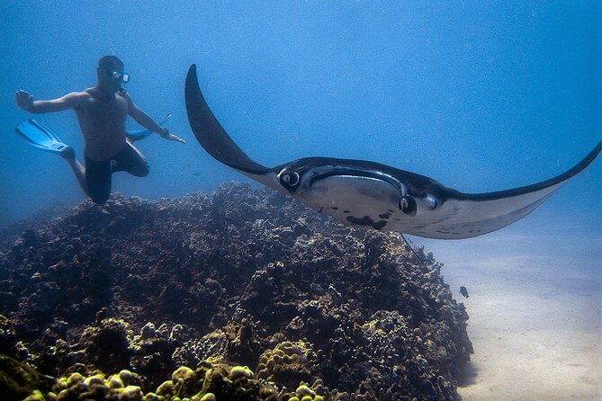 Manta Magic: Small-Group Manta Ray Night Snorkel in Kailua Kona - The small-group advantage, and its limits