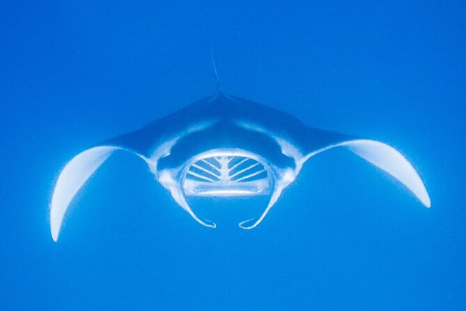 Manta Magic: Small-Group Manta Ray Night Snorkel in Kailua Kona - Health, comfort, and practical limits