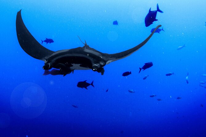 Manta Magic: Small-Group Manta Ray Night Snorkel in Kailua Kona - Sunset briefing and a simple water setup