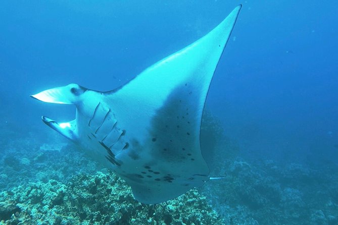 Manta Ray Night Snorkel at Kona, Big Island - Key points before you book