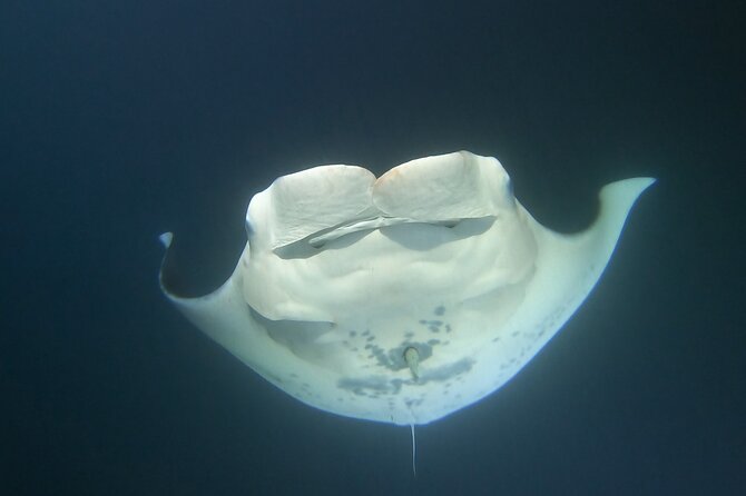 Manta Ray Night Snorkel at Kona, Big Island - Seasickness is the chief practical concern