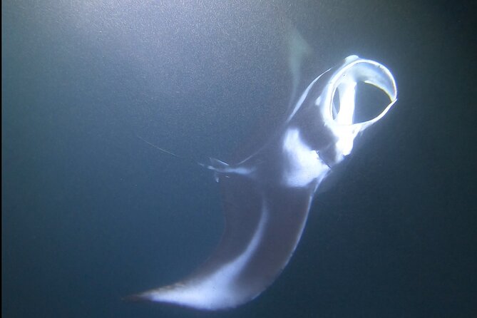 Manta Ray Night Snorkel at Kona, Big Island - The first step is an easy-to-miss check-in