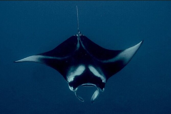 Manta Ray Night Snorkel Experience of a Lifetime - From Honokohau Harbor to the viewing site
