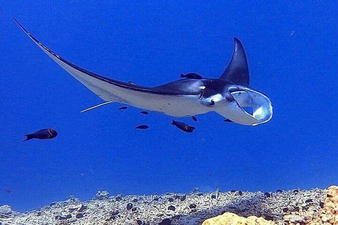Manta Ray Night Snorkel Experience of a Lifetime - Who should book this snorkel