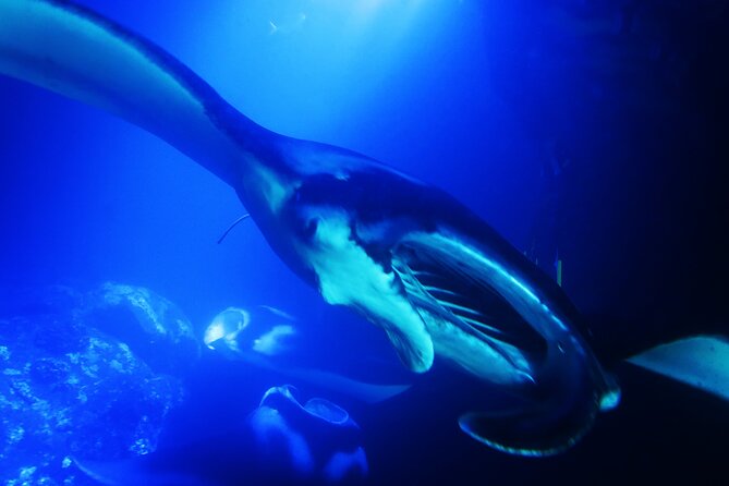 Manta Ray Night Snorkel Experience of a Lifetime - The manta policy needs careful reading