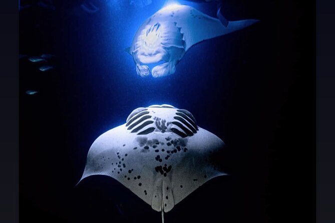 Manta Ray Night Snorkel Experience of a Lifetime - Holding the light board above the mantas