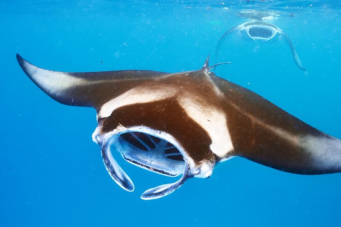 Manta Ray Night Snorkel from Kona — Small Group - Why Kona’s Nighttime Manta Snorkel Is So Special