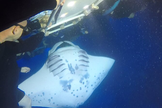 Manta Ray Night Snorkel from Kona — Small Group - The Ride to Garden Eel Cove and Manta Heaven
