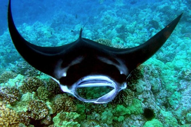 Manta Ray Night Snorkel from Kona — Small Group - Floating Above the Mantas at Night