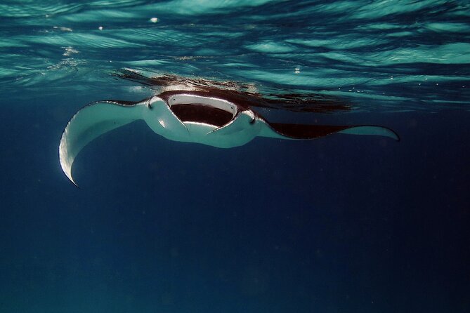 Manta Ray Night Snorkel Kona - Coral Reef Snorkel Adventures - Holding the lightboard above the manta rays