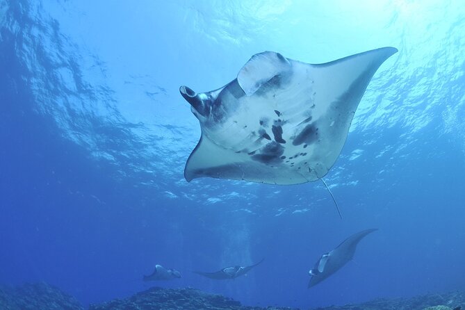 Manta Ray Night Snorkel Kona - Coral Reef Snorkel Adventures - Crew support in a dark-water setting