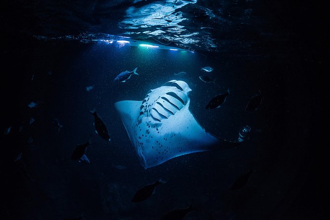 Manta Ray Night Snorkel Kona - Coral Reef Snorkel Adventures - The fast ride into Kona’s night ocean