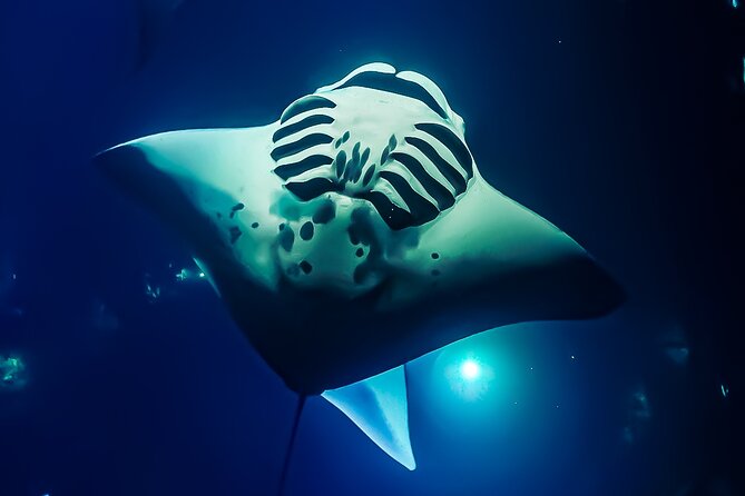 Manta Ray Night Snorkel Tour in Kailua-Kona, Big Island - Leaving from Honokohau Harbor at sunset