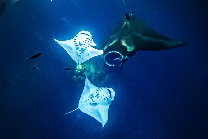 Manta Ray Night Snorkel Tour in Kailua-Kona, Big Island - Should you book Iruka Hawaii?