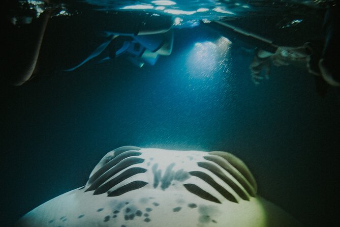 Manta Ray Snorkeling by Night in Kailua-Kona, Hawaii - What the Manta Encounter Looks Like
