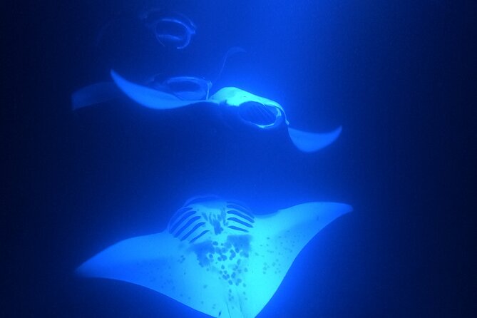 Manta Ray Snorkeling by Night in Kailua-Kona, Hawaii - Safety, Crew Care, and the Small Group