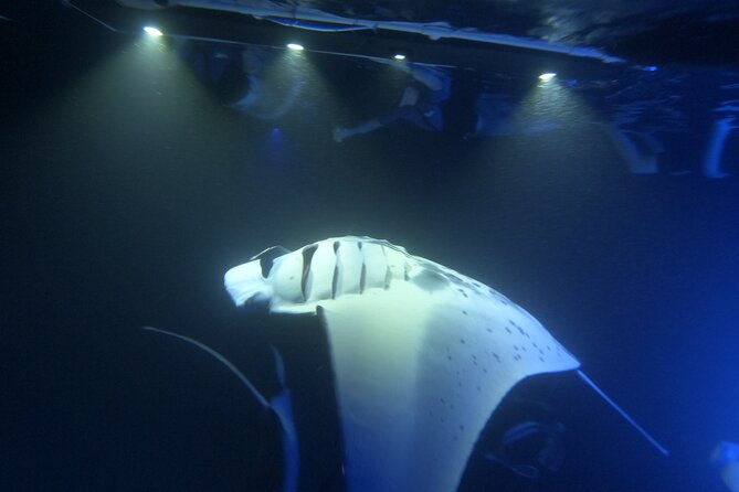 Manta Ray Snorkeling by Night in Kailua-Kona, Hawaii - Is $127.10 a Fair Price?