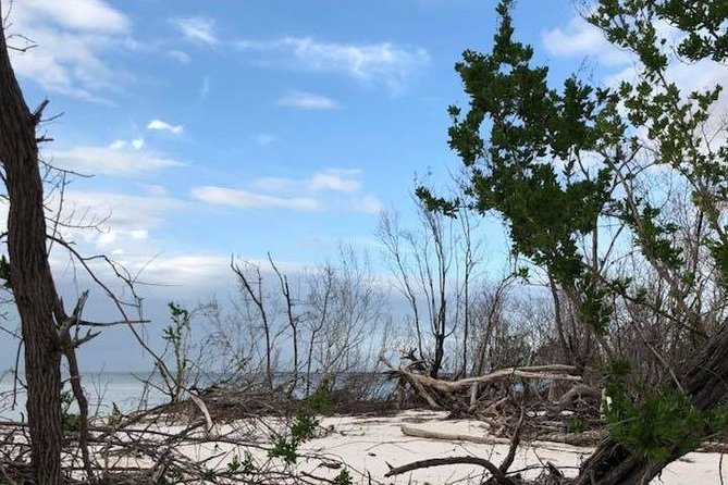 Marco Island 2 hour Dolphin, Birding and Shelling tour - What the guides add
