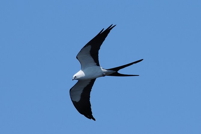 Marco Island 2 hour Dolphin, Birding and Shelling tour - Practical details that affect your day