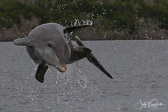 Marco Island 2 hour Dolphin, Birding and Shelling tour - Looking for dolphins and coastal birds