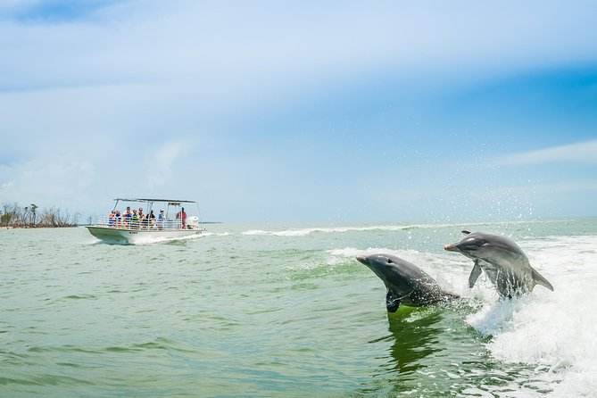 Marco Island Dolphin Sightseeing Tour - What makes this Marco Island boat tour worth your time