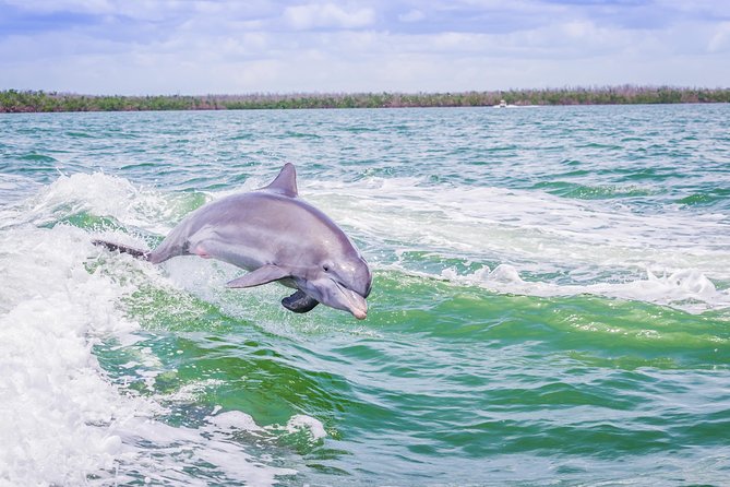 Marco Island Dolphin Sightseeing Tour - Watching dolphins ride the wake