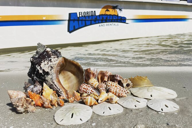 Marco Island Wildlife Sightseeing and Shelling Tour - Wildlife Watching Without a Guaranteed Show
