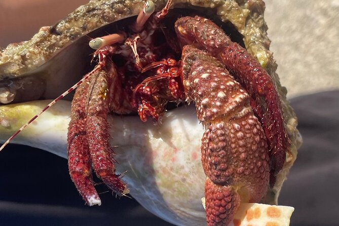Marco Island Wildlife Sightseeing and Shelling Tour - The Shelling Stop on an Island Beach
