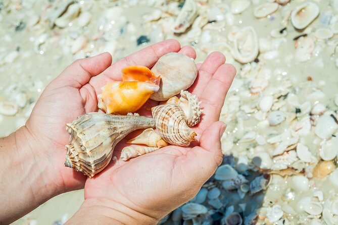 Marco Island Wildlife Sightseeing and Shelling Tour - Who Will Enjoy This Marco Island Tour