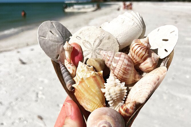 Marco Island Wildlife Sightseeing and Shelling Tour - Cancellation and Weather Planning