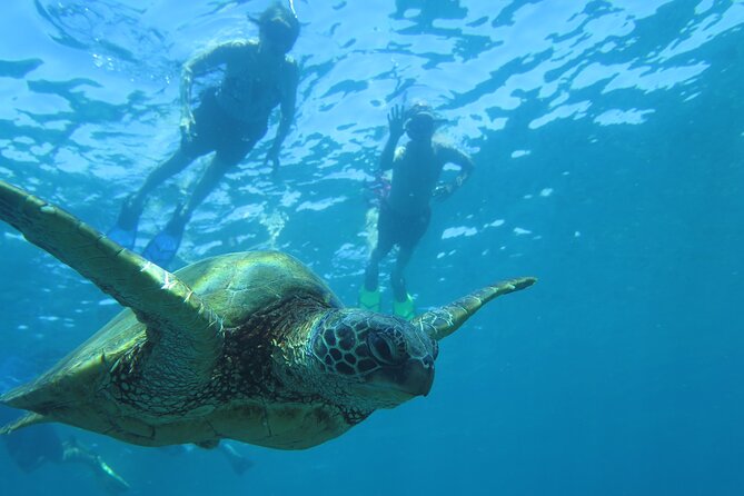 Maui Clear Kayak and Snorkel Tour: Swim with turtles (Makena) - Who will get the most from this tour