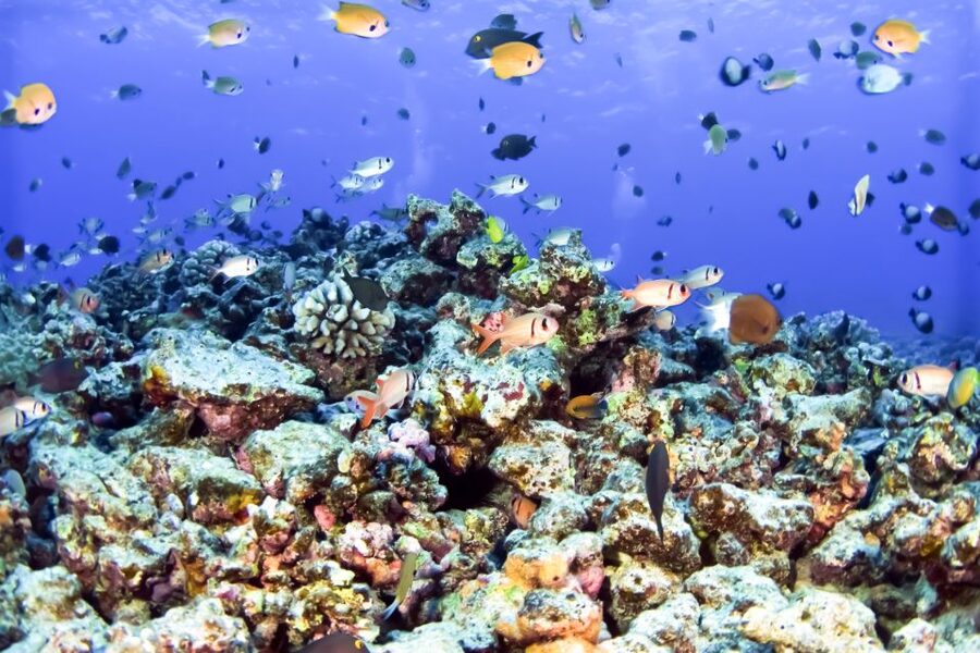 Maui: Eco-Friendly Molokini & Turtle Town Tour with Meals - From Maalaea Harbor to Molokini Crater
