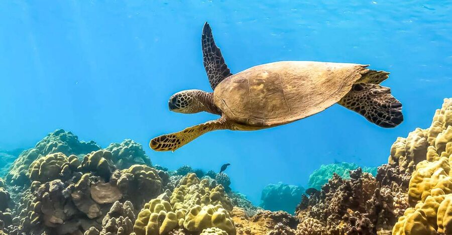 Maui: Eco-Friendly Molokini & Turtle Town Tour with Meals - Snorkeling support for first-timers