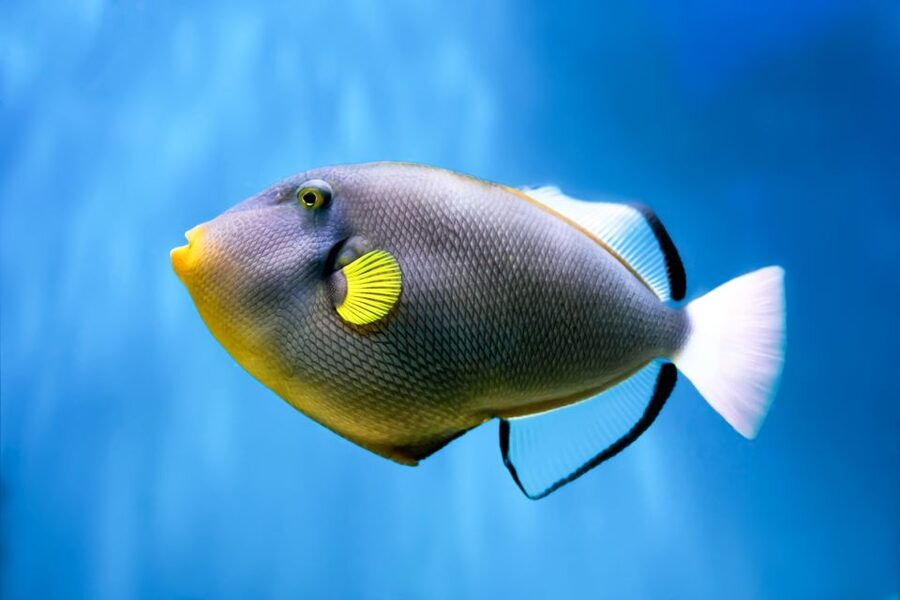 Maui: Eco-Friendly Molokini & Turtle Town Tour with Meals - An eco-friendly approach that feels practical