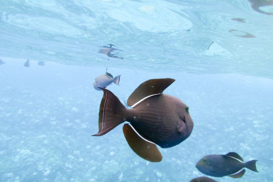 Maui: Eco-Friendly Molokini & Turtle Town Tour with Meals - How the five hours usually feel