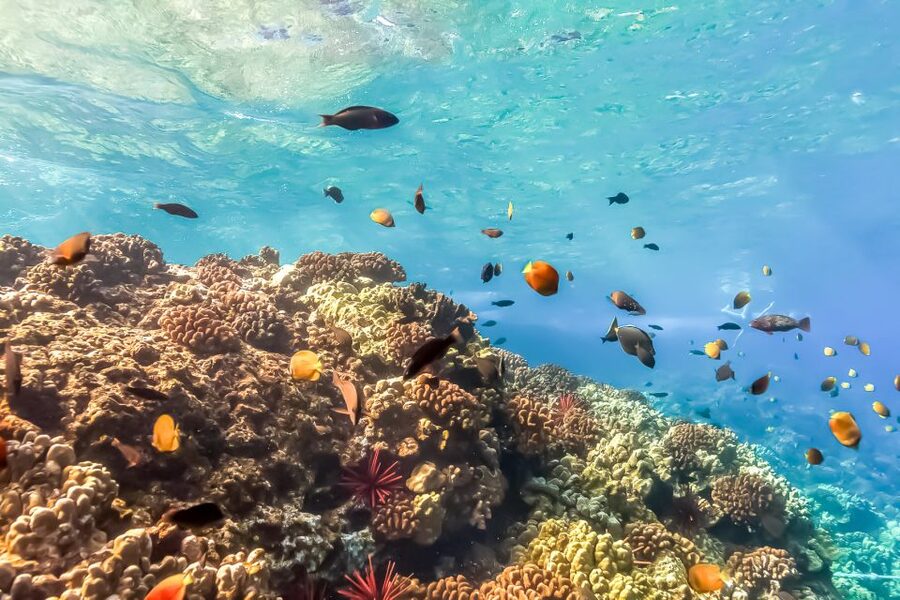 Maui: Eco-Friendly Molokini & Turtle Town Tour with Meals - Who should book this tour?