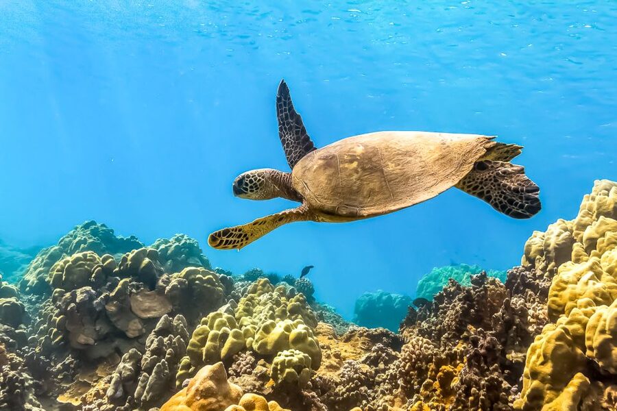 Maui: Eco-Friendly Molokini & Turtle Town Tour with Meals - What makes Molokini special