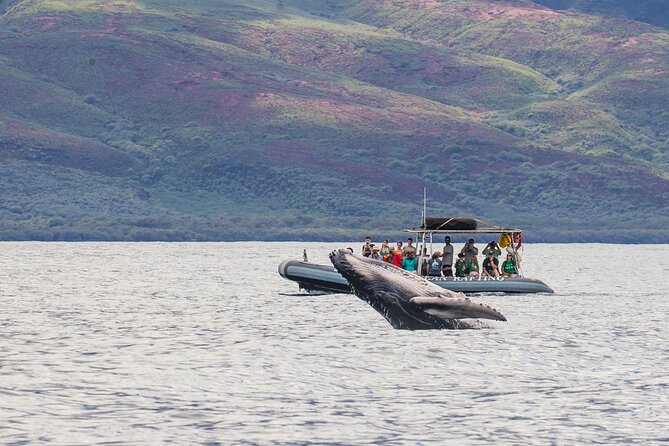 Maui Eco-Raft Tour: Eye-Level Whale or Dolphin Watching - Lahaina - Key points before you book
