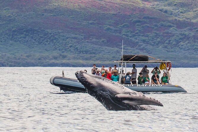 Maui Eco-Raft Tour: Eye-Level Whale or Dolphin Watching - Lahaina - Why the low raft makes whale watching different