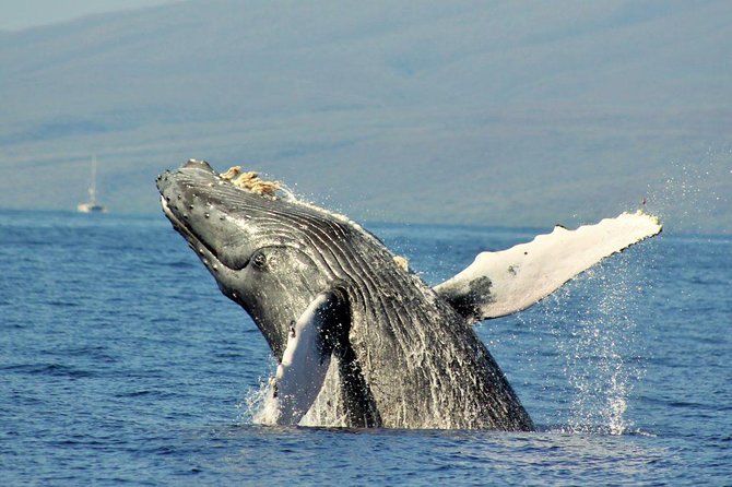 Maui Eco-Raft Tour: Eye-Level Whale or Dolphin Watching - Lahaina - Summer dolphin watching and coastal sightseeing