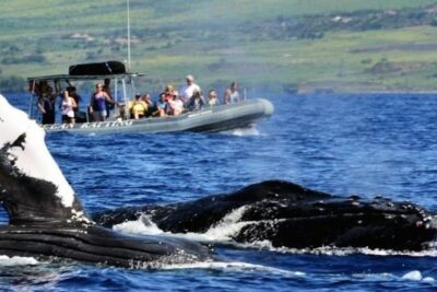Maui Eco-Raft Tour: Eye-Level Whale or Dolphin Watching – Lahaina