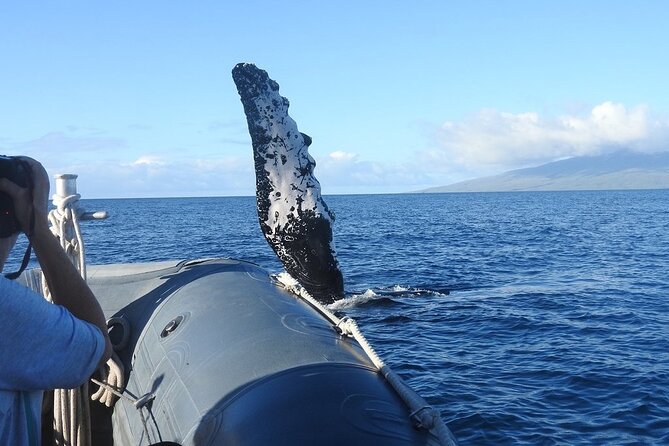 Maui Eco-Raft Tour: Eye-Level Whale or Dolphin Watching - Lahaina - What the 2.5-hour schedule feels like