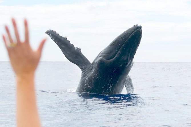 Maui Eco-Raft Tour: Eye-Level Whale or Dolphin Watching - Lahaina - Sun, spray, seating, and what to wear