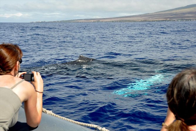 Maui Eco-Raft Tour: Eye-Level Whale or Dolphin Watching - Lahaina - The guides are a major part of the value