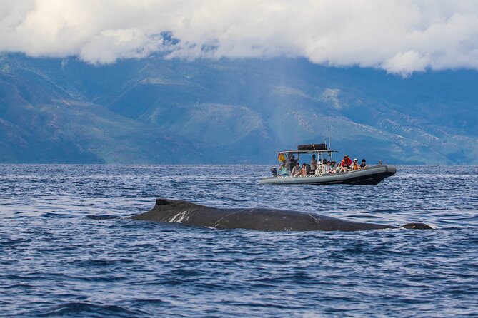 Maui Eco-Raft Tour: Eye-Level Whale or Dolphin Watching - Lahaina - Is $85.16 a fair price?