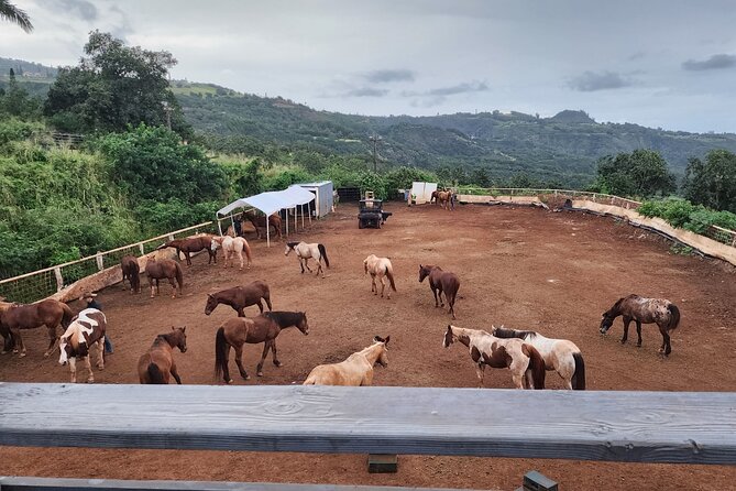 Maui Horseback Adventure at Circle M Ranch With Real Cowboys - What to bring and how to plan your day